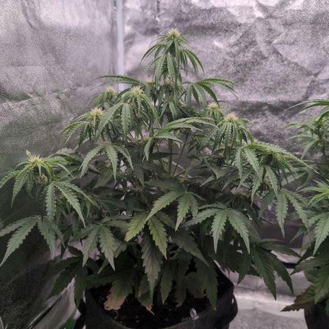 Pineaplle Express F1 Automatic  - Advanced Nutrients Master Grow growlog timeline photo