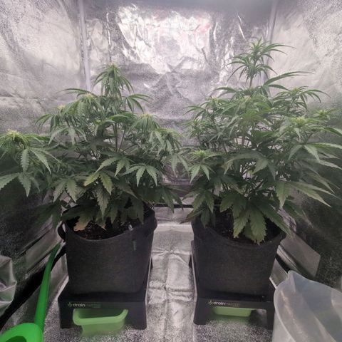 Pineaplle Express F1 Automatic  - Advanced Nutrients Master Grow growlog timeline photo