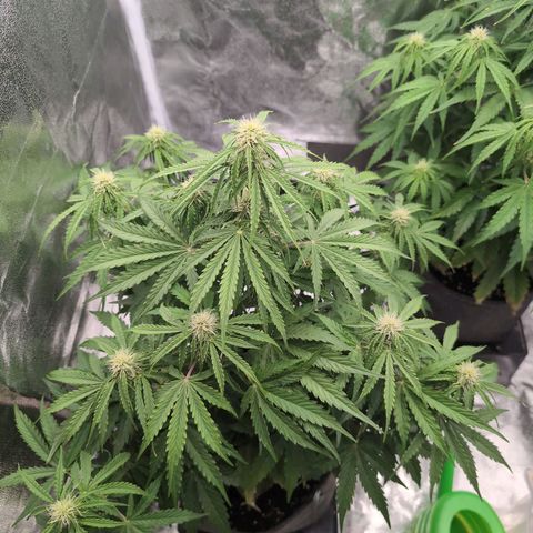 Pineaplle Express F1 Automatic  - Advanced Nutrients Master Grow growlog timeline photo