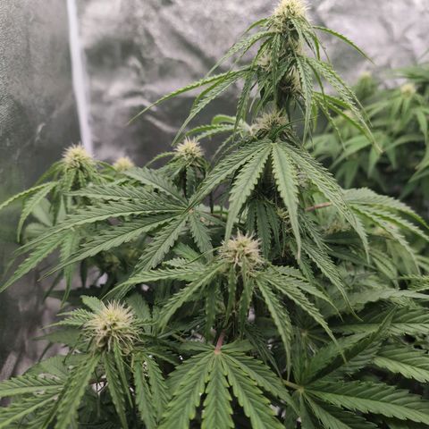 Pineaplle Express F1 Automatic  - Advanced Nutrients Master Grow growlog timeline photo