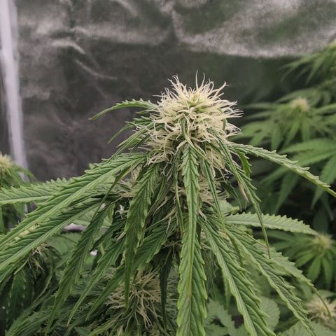 Pineaplle Express F1 Automatic  - Advanced Nutrients Master Grow growlog timeline photo