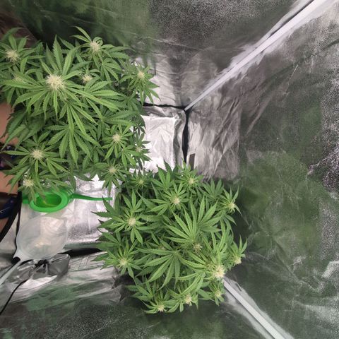 Pineaplle Express F1 Automatic  - Advanced Nutrients Master Grow growlog timeline photo