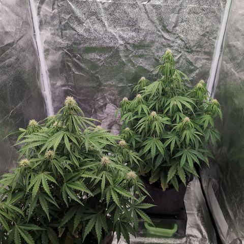 Pineaplle Express F1 Automatic  - Advanced Nutrients Master Grow growlog timeline photo