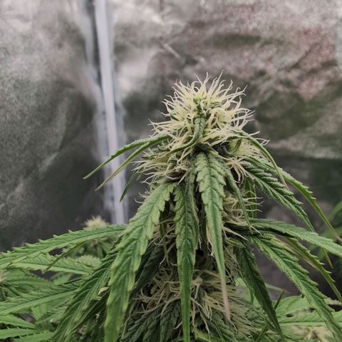 Pineaplle Express F1 Automatic  - Advanced Nutrients Master Grow growlog timeline photo