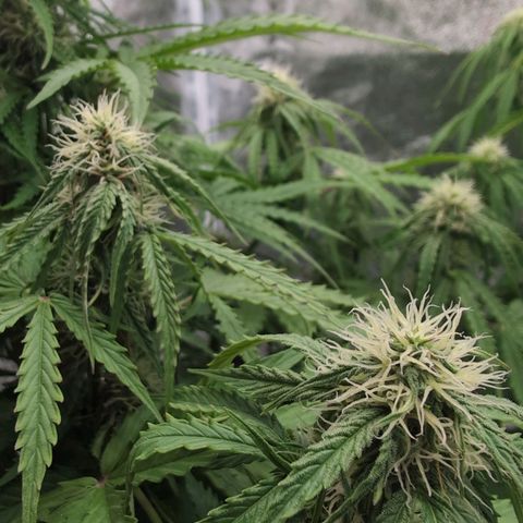 Pineaplle Express F1 Automatic  - Advanced Nutrients Master Grow growlog timeline photo