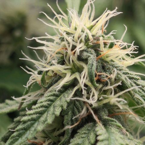 Pineaplle Express F1 Automatic  - Advanced Nutrients Master Grow growlog timeline photo