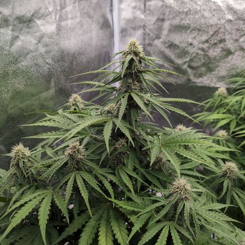 Pineaplle Express F1 Automatic  - Advanced Nutrients Master Grow growlog timeline photo