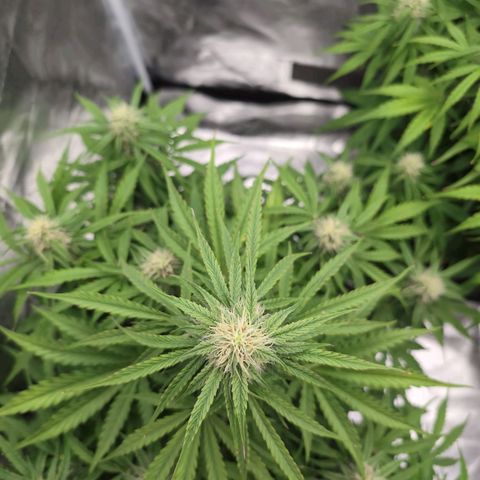 Pineaplle Express F1 Automatic  - Advanced Nutrients Master Grow growlog timeline photo