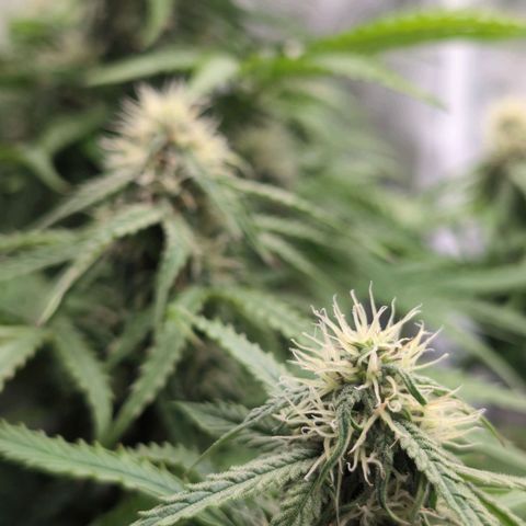Pineaplle Express F1 Automatic  - Advanced Nutrients Master Grow growlog timeline photo