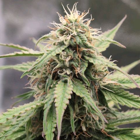Pineaplle Express F1 Automatic  - Advanced Nutrients Master Grow growlog timeline photo