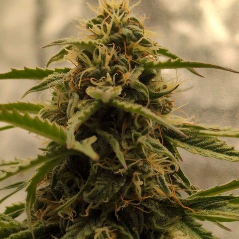 Pineaplle Express F1 Automatic  - Advanced Nutrients Master Grow growlog timeline photo