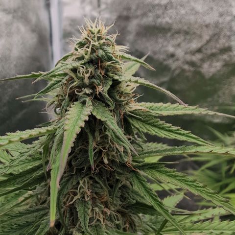 Pineaplle Express F1 Automatic  - Advanced Nutrients Master Grow growlog timeline photo