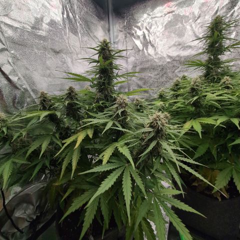 Pineaplle Express F1 Automatic  - Advanced Nutrients Master Grow growlog timeline photo