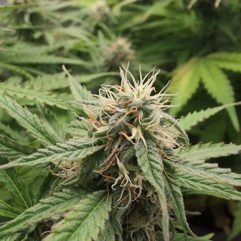 Pineaplle Express F1 Automatic  - Advanced Nutrients Master Grow growlog timeline photo