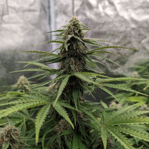 Pineaplle Express F1 Automatic  - Advanced Nutrients Master Grow growlog timeline photo