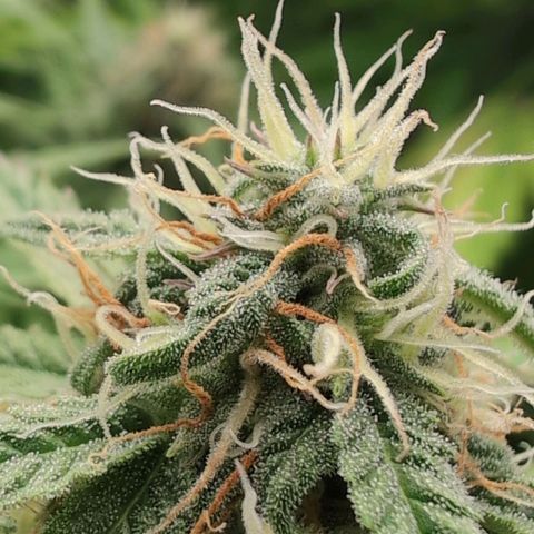 Pineaplle Express F1 Automatic  - Advanced Nutrients Master Grow growlog timeline photo