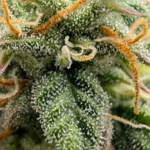 Pineaplle Express F1 Automatic  - Advanced Nutrients Master Grow growlog timeline photo