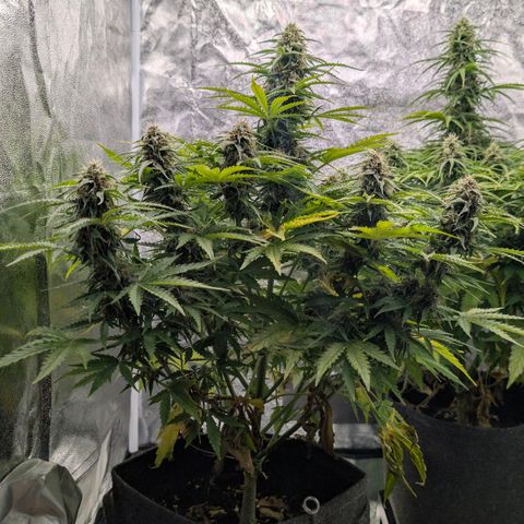 Pineaplle Express F1 Automatic  - Advanced Nutrients Master Grow growlog timeline photo