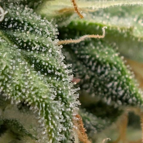 Pineaplle Express F1 Automatic  - Advanced Nutrients Master Grow growlog timeline photo