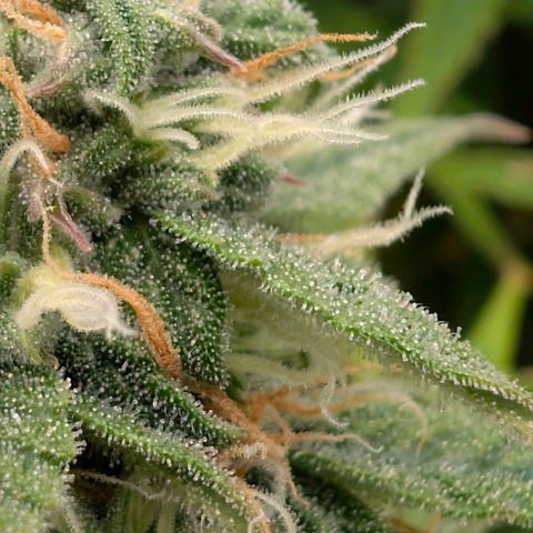 Pineaplle Express F1 Automatic  - Advanced Nutrients Master Grow growlog timeline photo