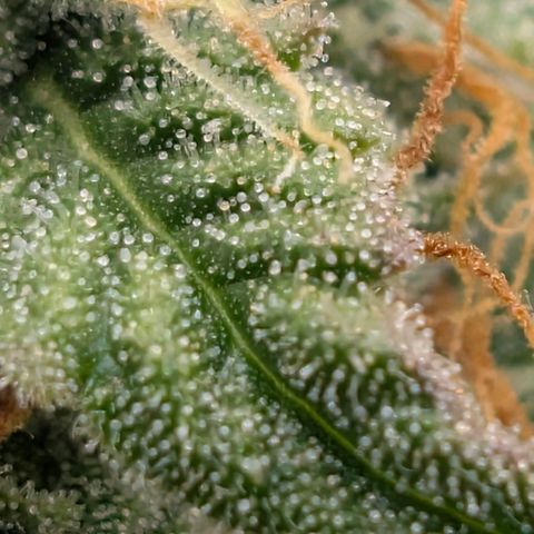 Pineaplle Express F1 Automatic  - Advanced Nutrients Master Grow growlog timeline photo