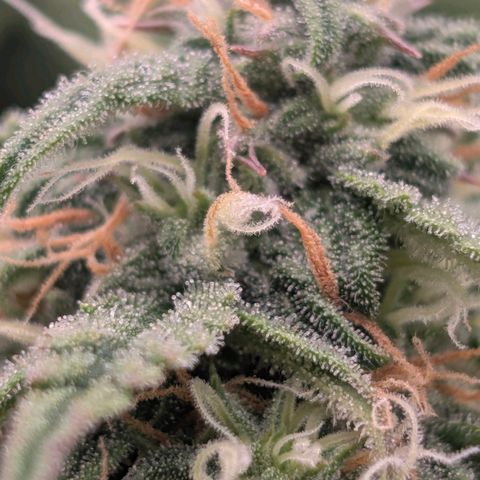 Pineaplle Express F1 Automatic  - Advanced Nutrients Master Grow growlog timeline photo