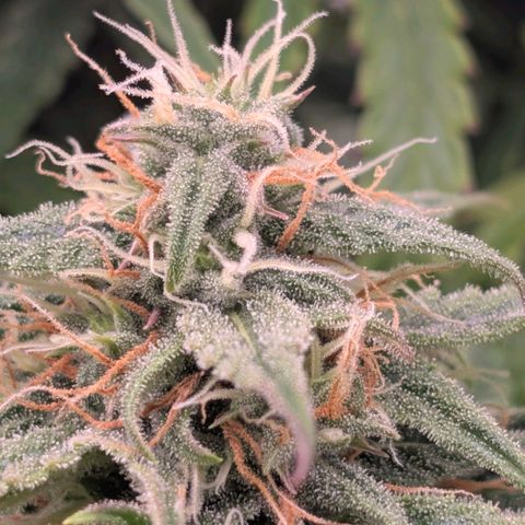 Pineaplle Express F1 Automatic  - Advanced Nutrients Master Grow growlog timeline photo