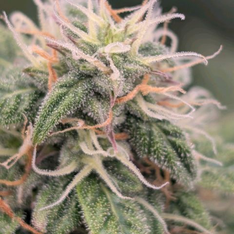 Pineaplle Express F1 Automatic  - Advanced Nutrients Master Grow growlog timeline photo