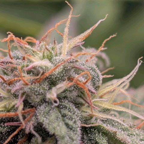 Pineaplle Express F1 Automatic  - Advanced Nutrients Master Grow growlog timeline photo