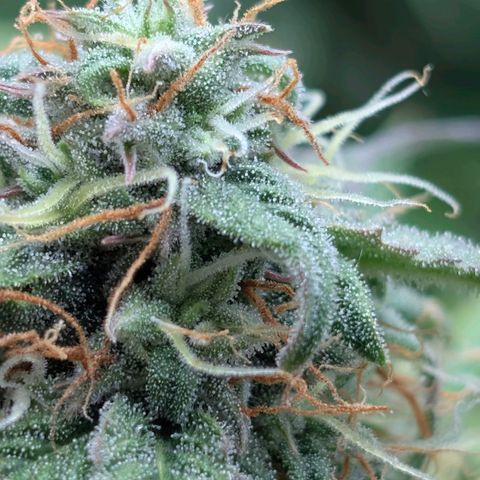Pineaplle Express F1 Automatic  - Advanced Nutrients Master Grow growlog photo: Ca 20% braune Trichomköpfchen.

Morgen wird geerntet. Heute das Licht ausgestellt.