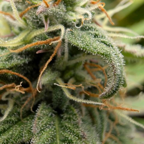 Pineaplle Express F1 Automatic  - Advanced Nutrients Master Grow growlog photo: Ca 20% braune Trichomköpfchen.

Morgen wird geerntet. Heute das Licht ausgestellt.