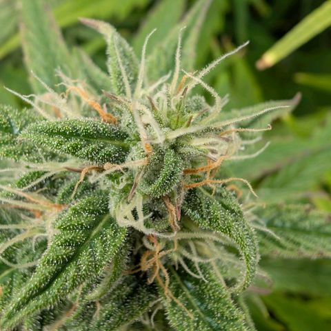 Pineaplle Express F1 Automatic  - Advanced Nutrients Master Grow growlog photo: Ca 20% braune Trichomköpfchen.

Morgen wird geerntet. Heute das Licht ausgestellt.