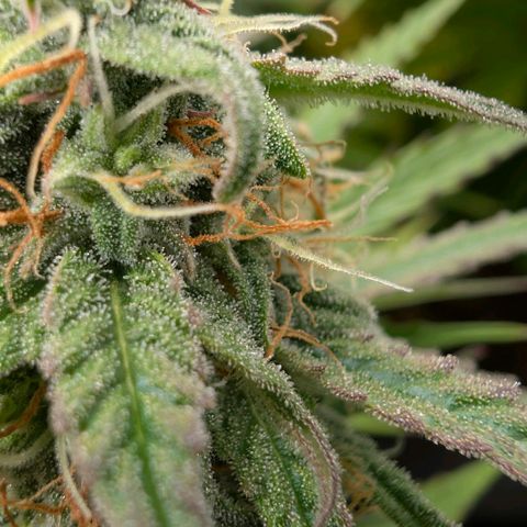 Pineaplle Express F1 Automatic  - Advanced Nutrients Master Grow growlog photo: Ca 20% braune Trichomköpfchen.

Morgen wird geerntet. Heute das Licht ausgestellt.