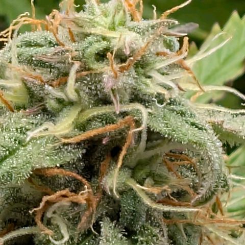 Pineaplle Express F1 Automatic  - Advanced Nutrients Master Grow growlog photo: Ca 20% braune Trichomköpfchen.

Morgen wird geerntet. Heute das Licht ausgestellt.