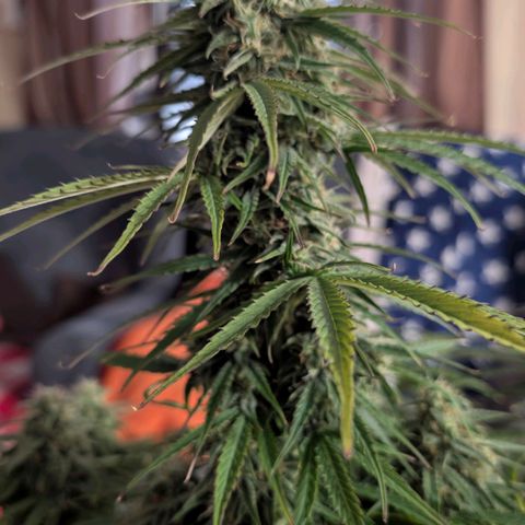 Pineaplle Express F1 Automatic  - Advanced Nutrients Master Grow growlog timeline photo