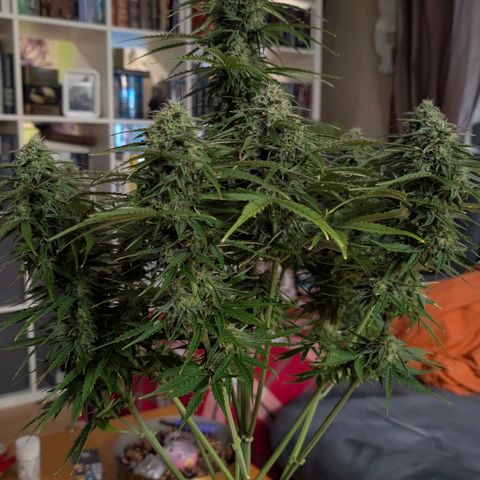 Pineaplle Express F1 Automatic  - Advanced Nutrients Master Grow growlog timeline photo