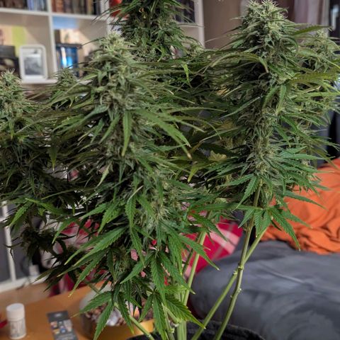 Pineaplle Express F1 Automatic  - Advanced Nutrients Master Grow growlog timeline photo