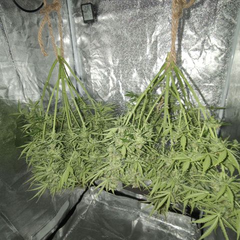 Pineaplle Express F1 Automatic  - Advanced Nutrients Master Grow growlog timeline photo