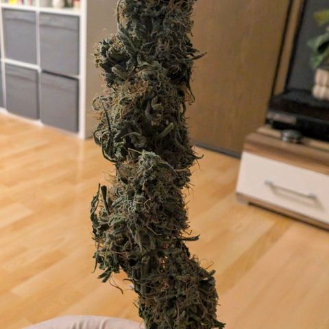 Pineaplle Express F1 Automatic  - Advanced Nutrients Master Grow growlog photo: 88g