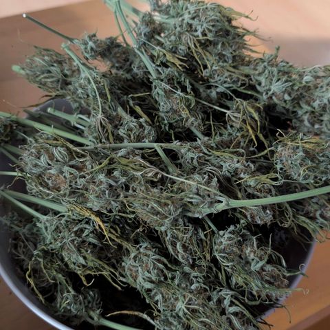 Pineaplle Express F1 Automatic  - Advanced Nutrients Master Grow growlog photo: 88g