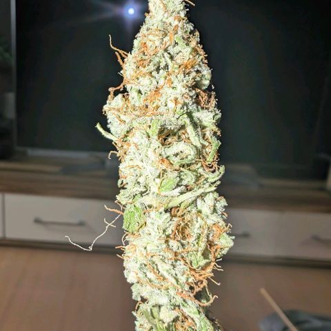 Pineaplle Express F1 Automatic  - Advanced Nutrients Master Grow growlog photo: 88g
