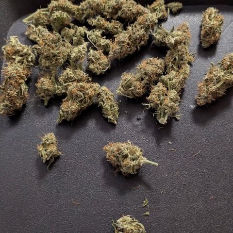 Pineaplle Express F1 Automatic  - Advanced Nutrients Master Grow growlog photo: 88g