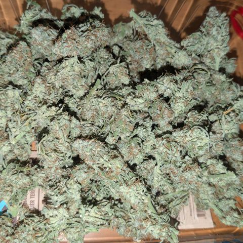 Pineaplle Express F1 Automatic  - Advanced Nutrients Master Grow growlog photo: 88g