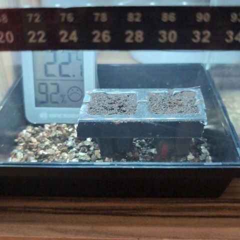 Banana - Photo - BioTabs Perfect Plant - DryFerm Bag growlog photo