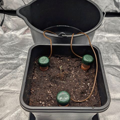 Banana - Photo - BioTabs Perfect Plant - DryFerm Bag growlog timeline photo