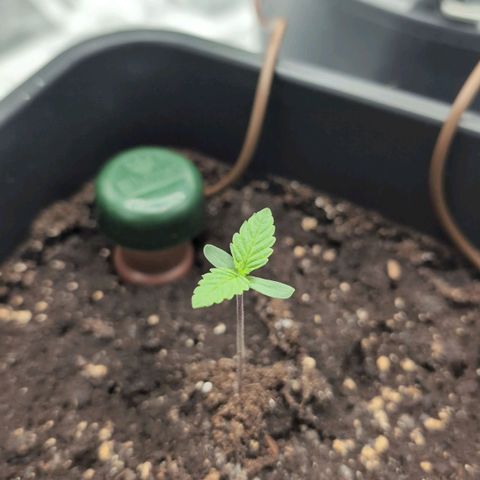 Banana - Photo - BioTabs Perfect Plant - DryFerm Bag growlog timeline photo