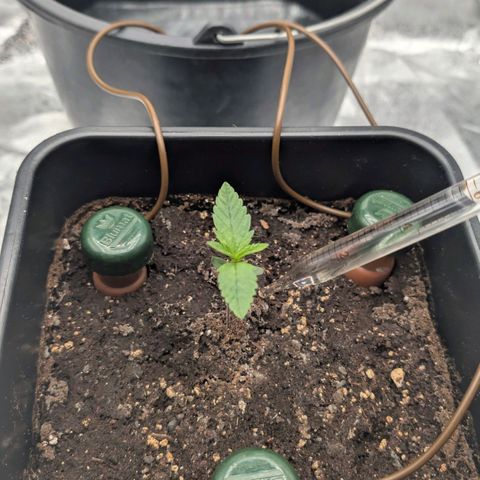 Banana - Photo - BioTabs Perfect Plant - DryFerm Bag growlog timeline photo