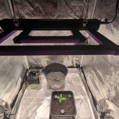 Banana - Photo - BioTabs Perfect Plant - DryFerm Bag growlog timeline photo