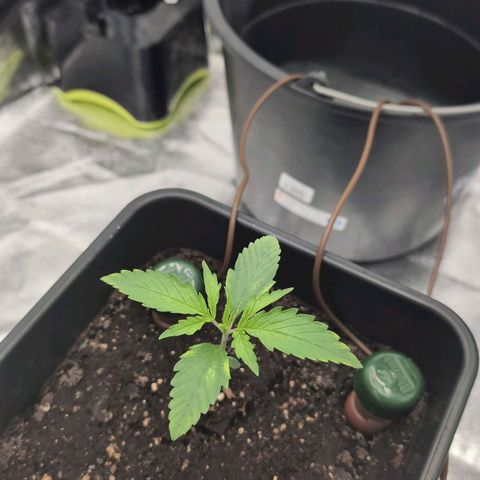 Banana - Photo - BioTabs Perfect Plant - DryFerm Bag growlog timeline photo