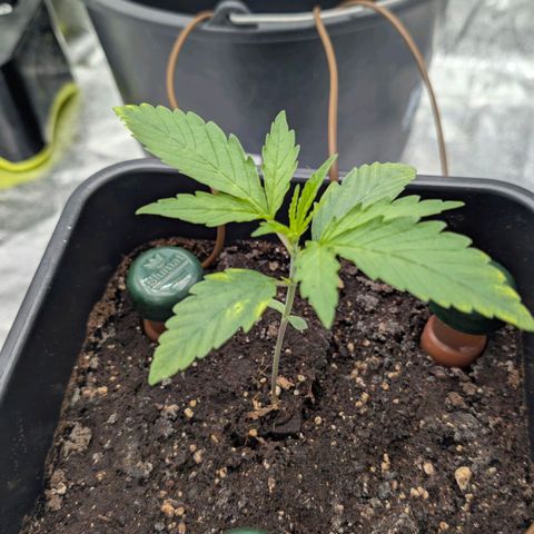 Banana - Photo - BioTabs Perfect Plant - DryFerm Bag growlog timeline photo